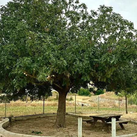 The Carob Tree Ranch Willa
